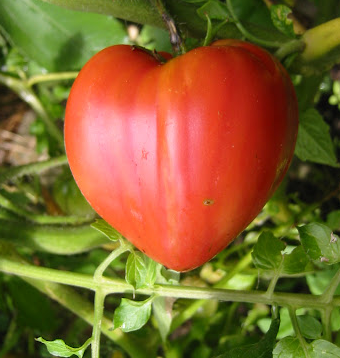 tomates coeur de boeuf rouge