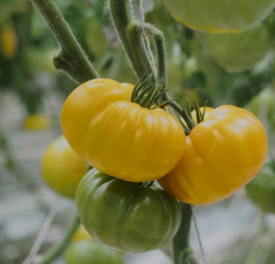 tomates delisun