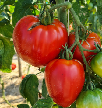 tomates diamandia rouge