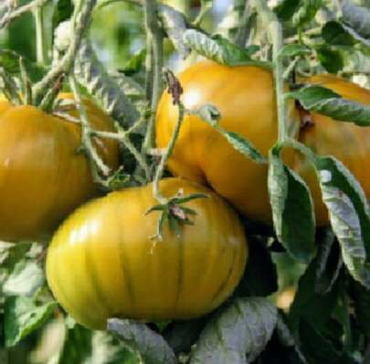 tomates evergreen