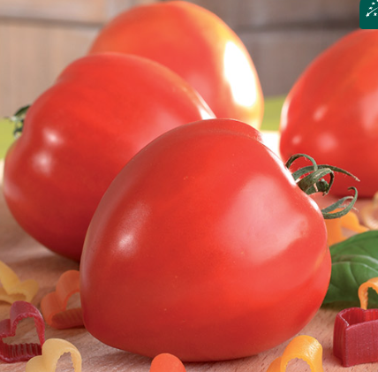 tomates fleurette rouge