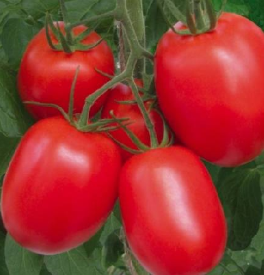 tomates rio grande