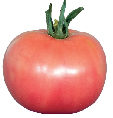 tomates rose de berne