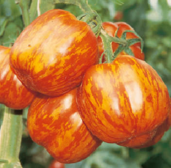 tomates stiped stuffer