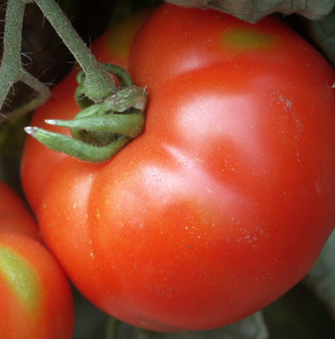 tomates stupice