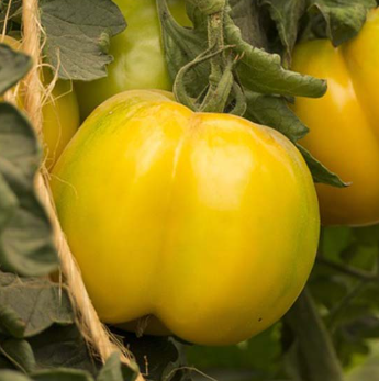 tomates yellow stuffer